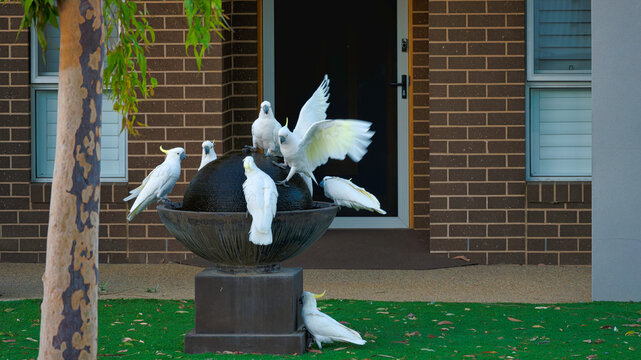Sulphur crested cockatoos gathering around suburban garden fountain