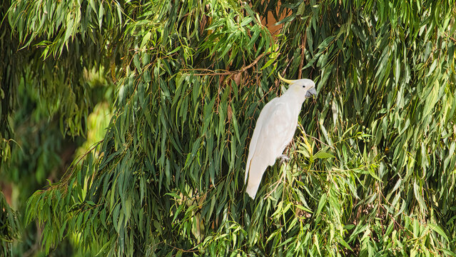 Sulphur crested cockatoo perched in leafy gum tree