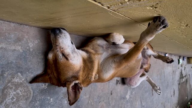 Relaxed brown stray dog lying upside down on concrete floor against a yellow wall