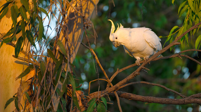 Sulphur crested cockatoo perched alone in eucalyptus branches