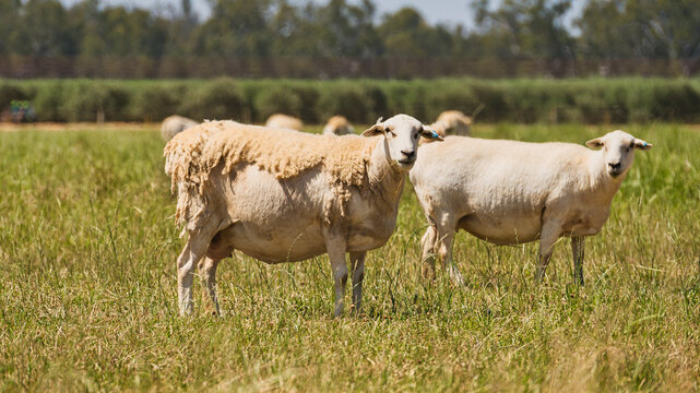 Sheep with shedding wool in grassy rural paddock