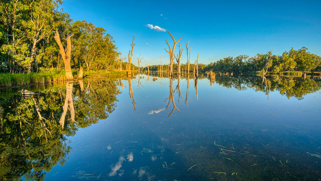 Golden evening light across Lake Mulwala wetland trees