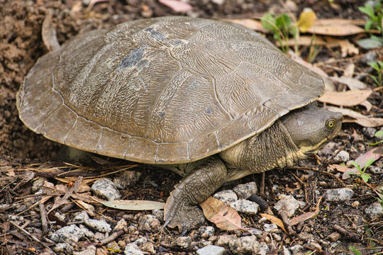 Long-necked turtle with textured shell and extended neck
