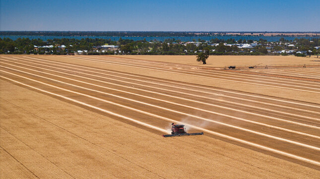 Red combine harvester works wheat field near Lake Mulwala