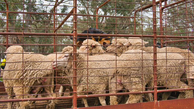 Working dog pushing sheep through rusty trailer