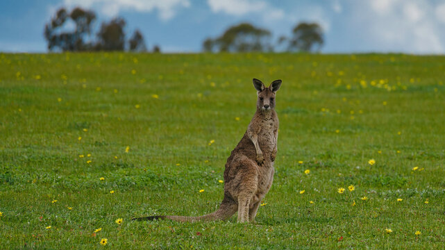 Eastern grey kangaroo sitting upright in flowering grassland