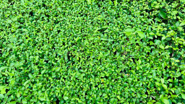 Dense green hedge of small glossy leaves, natural foliage background