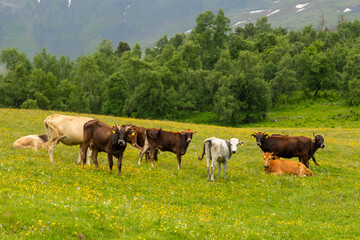 Naklejka premium A herd of cows grazing peacefully in a wide open meadow surrounded by the beautiful landscapes of the Georgian land