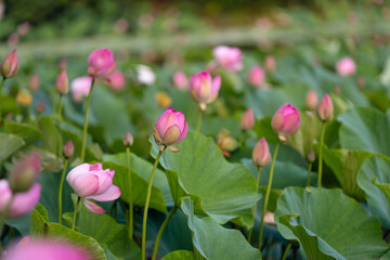 Field of pink lotus flowers with green leaves in soft natural outdoor lighting © Mikhail Mishchenko