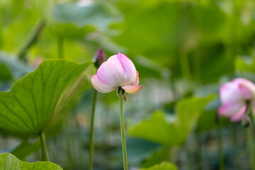 Close‑up of pink lotus bud with soft green leaves in calm natural outdoor setting © Mikhail Mishchenko