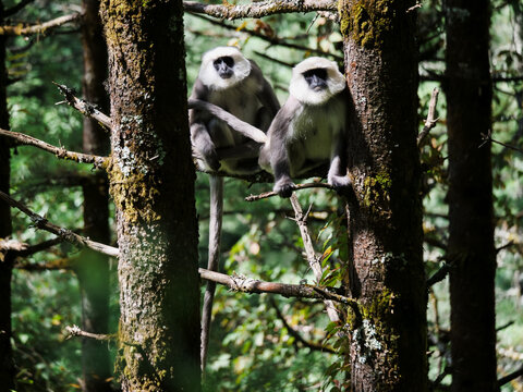 Wild langur monkeys perching on branches in the lush forest during the three passes trek near salleri in the Nepal himalayas wilderness