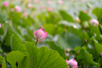 Close‑up of pink lotus bud with soft green leaves in calm natural outdoor setting © Mikhail Mishchenko