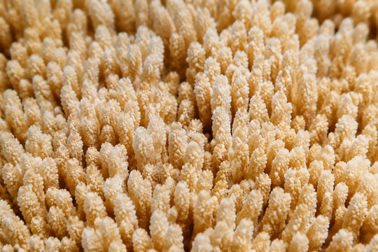 Close-up view of dense surface covered in tiny finger-like coral structures, neutral beige tones.