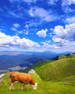 Cow grazing in a mountain meadow in Carpathian mountains, Romania. View of idyllic mountain scenery with green grass and red cow on sunny day. Beautiful landscape of Carpathian mountain, Europe