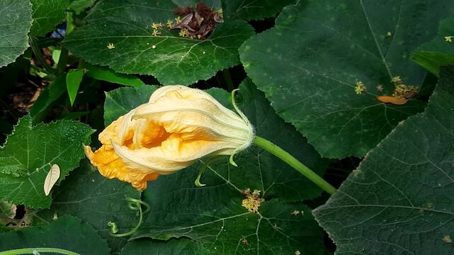 Blooming yellow pumpkin flower on green vine outdoors