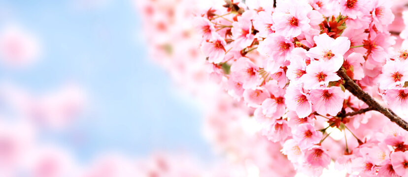 Horizontal banner with cluster of sakura flowers of pink color on sunny backdrop. Sakura blossoming season in Japan. Beautiful nature spring background with a branch of blooming sakura
