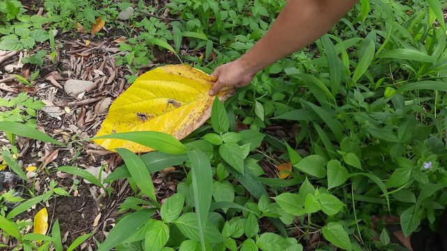 Hand holding large yellow leaf over green plants outdoors