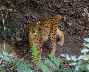 Eurasian lynx standing on a forest floor and looking directly at the camera, surrounded by ferns, leaves, tree roots and natural woodland vegetation in its habitat © JairoMZ
