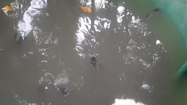 Catfish swimming in murky pond with water reflections