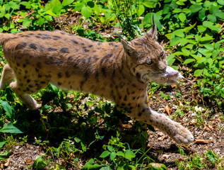 Eurasian lynx walking through green woodland vegetation while carrying a piece of meat in its mouth, with its spotted coat, ear tufts and extended front leg clearly visible in sunlight © JairoMZ