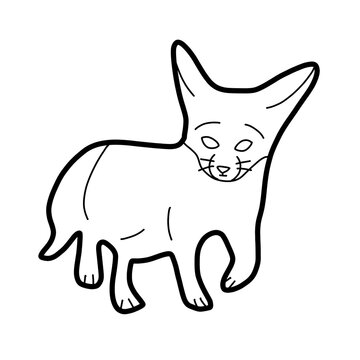 fennec fox Africa Animal Habitat Hand drawn Organic line
