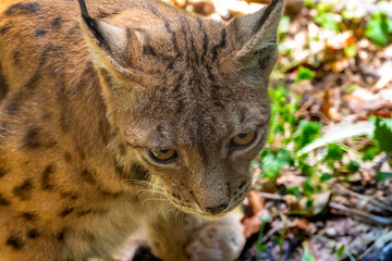 Naklejka premium Close-up portrait of a Eurasian lynx looking downward in a forest, showing its spotted fur, black ear tufts, amber eyes, whiskers and softly blurred green woodland background