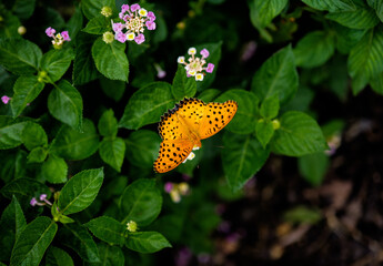 High-definition nature material: possibly a black-veined leopard butterfly drinking nectar, large green empty background © Yf