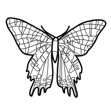 Madagascan sunset moth Africa Animal Habitat Hand drawn Organic line