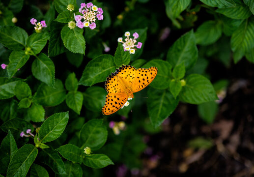 High-definition nature material: possibly a black-veined leopard butterfly drinking nectar, large green empty background