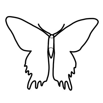 moth Africa Animal Habitat Hand drawn Organic line
