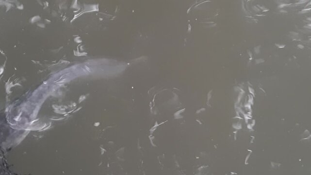 Lone catfish swimming, solitary fish gliding near surface of murky water in pond