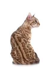 bengal cat in studio © cynoclub