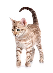 bengal cat in studio © cynoclub