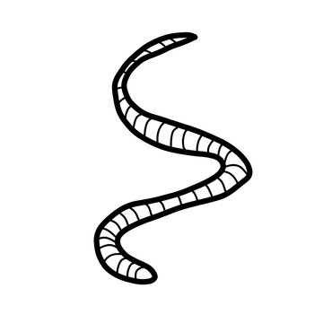 banded sea krait Australia Animal Habitat Hand drawn Organic line