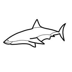 Obraz premium Great white shark Australia Animal Habitat Hand drawn Organic line 