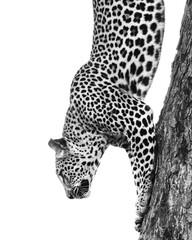 Leopard black and white © Benj
