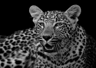 Leopard black and white © Benj