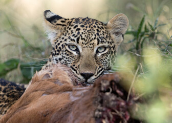 Leopard portrait © Benj