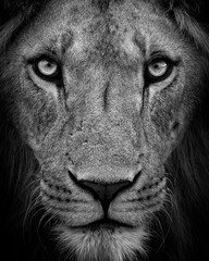 portrait of a lion © Benj