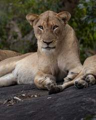 Lion, Leopard © Benj
