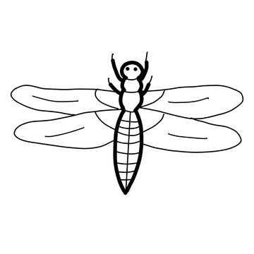 broad bodied chaser northern Asia Animal Habitat Hand drawn Organic line