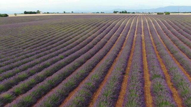 Campi di lavanda in fiore, Provenza
