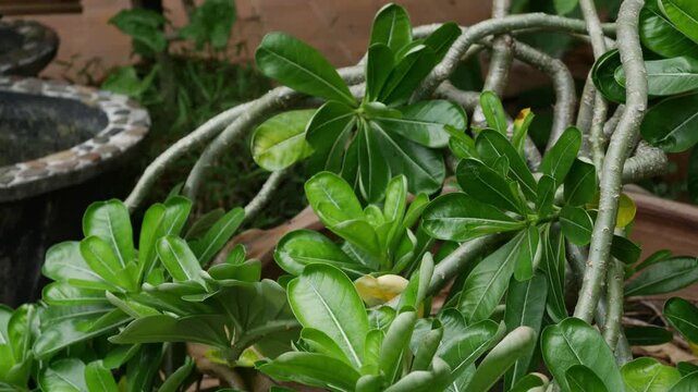 Glossy Green Schefflera Plant Leaves in Terracotta Pot with Pink Wall Background, Tropical Garden Detail