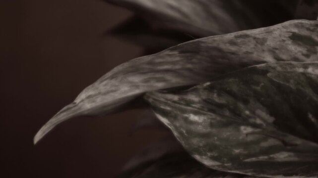 Monochrome Variegated Leaf Close Up in Muted Grayscale, Abstract Botanical Background Texture