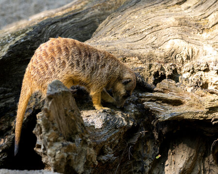 Meerkat searching among fallen wood and rocks, with its head lowered toward the ground while exploring a natural habitat in a detailed wildlife photograph