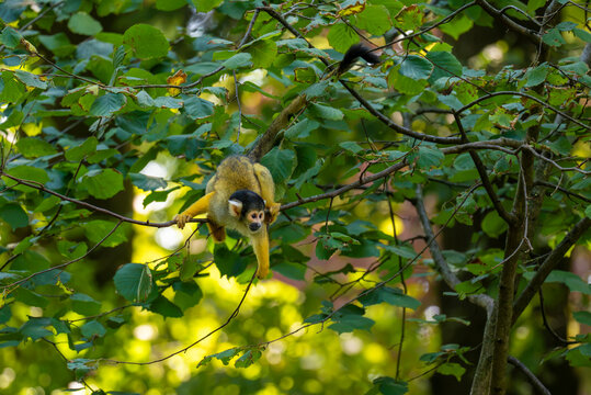 Squirrel monkey climbing along a tree branch in dense green foliage, with its face and body visible among leaves in a natural forest habitat