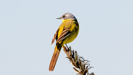 blue tit on branch © lazalnik