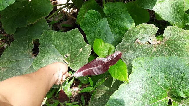 Hand pulling out young mango sapling, uprooting plant from garden soil