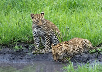 Leopard Cubs © Benj