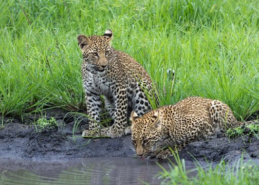 Leopard Cubs